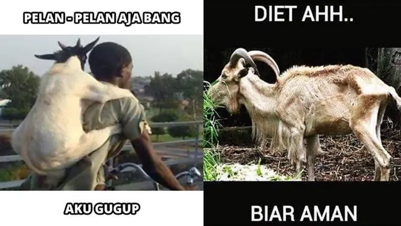 7 Meme Idul Adha Kocak Tentang Hewan Kurban