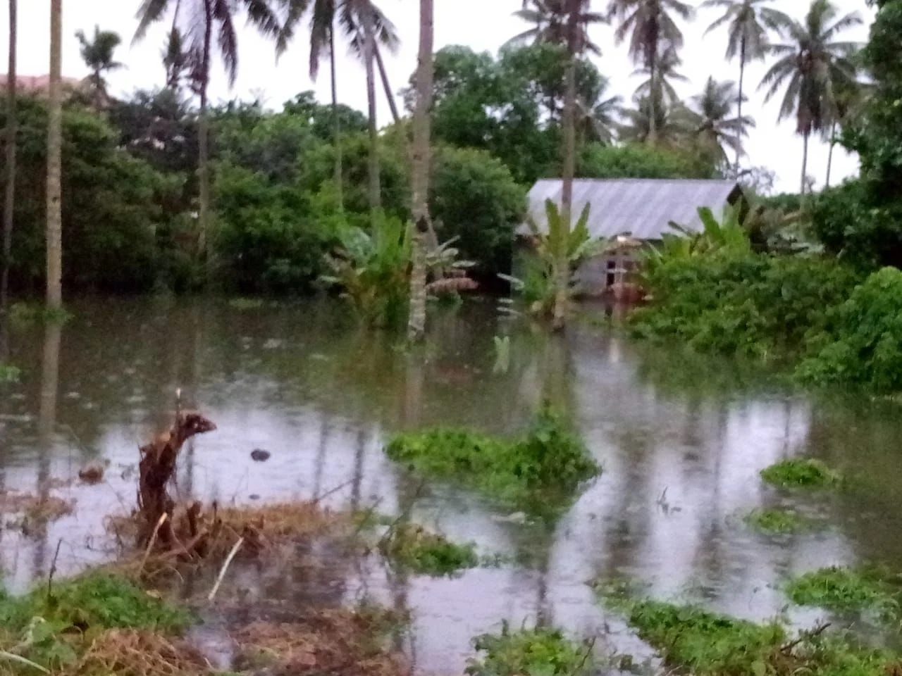 Akibat Hujan Deras, 1 Rumah Warga Desa Daruba Tergenang Air Hujan dengan Ketinggian Sekitar Satu Meter