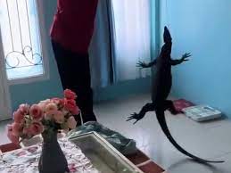 Aksi Kurir Paket Bantu Tangkap Biawak Masuk Rumah Ini Viral