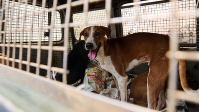 Anjing Dibuang ke Pantai Santolo Garut Pakai Pemberat Batu