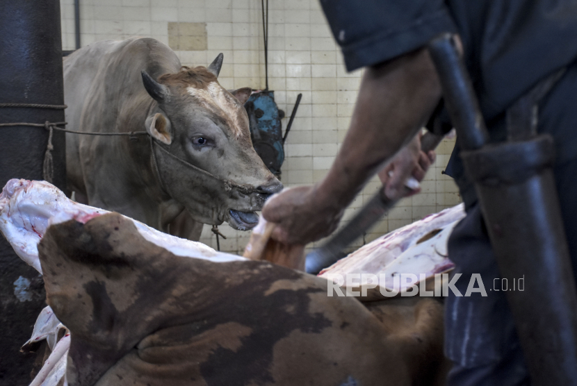 Awal Mula Antraks Gunungkidul Sapi Sudah Dikubur Disembelih Lalu Dikonsumsi