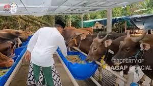 Azis Gagap Jualan Hewan Kurban, Ungkap Suka Duka dan Sempat Ramai Diborong Artis Setiap Idul Adha