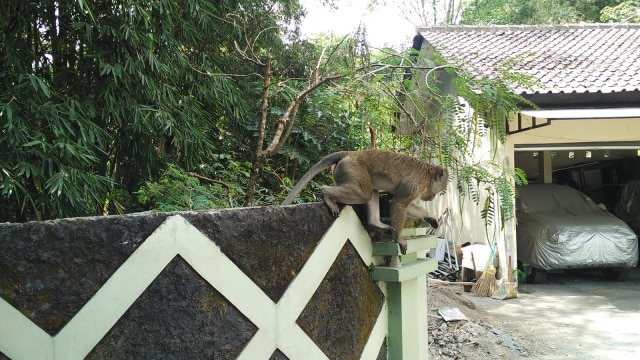 Beredar Kabar Monyet Ekor Panjang Merapi Turun ke Permukiman