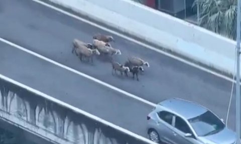 Bikin Macet, Gerombolan Domba Ini Kabur ke Jalan Raya 