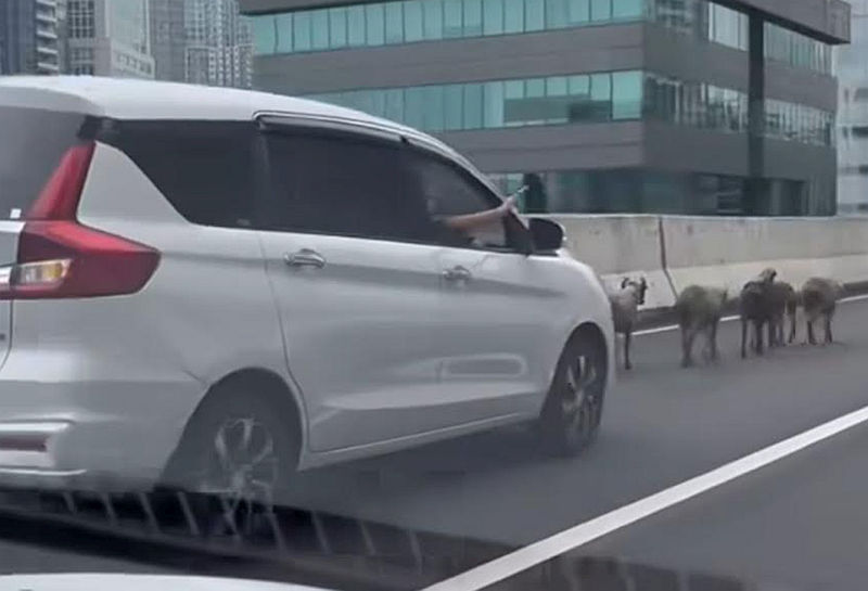 Bikin Macet, Gerombolan Domba Ini Kabur ke Jalan Raya 