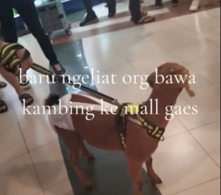 Bikin Ngakak, Video Kambing Diajak Jalan Jalan ke Mall, Aksinya Curi Perhatian