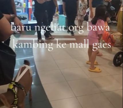 Bikin Ngakak, Video Kambing Diajak Jalan Jalan ke Mall, Aksinya Curi Perhatian