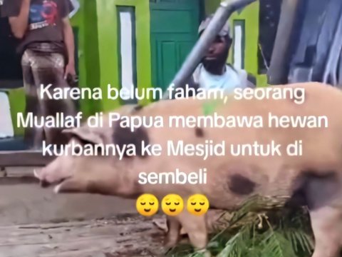 Bikin Ngakak Mualaf di Papua Bawa Seekor Babi Dikurbankan, Pak Ustaz Garuk garuk Dagu