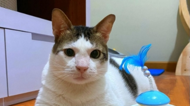 Bobby Kucing Prabowo Siap Masuk ke Istana Negara, Begini Komentar Kocak Netizen