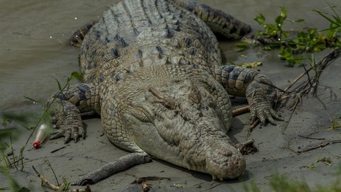 Buaya Ditangkap Warga Pakai Tali, Diduga Habitat Rusak Akibat Tambang