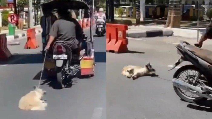 Fakta fakta Viral Pria Pengemudi Bentor Seret Anjing di Makassar