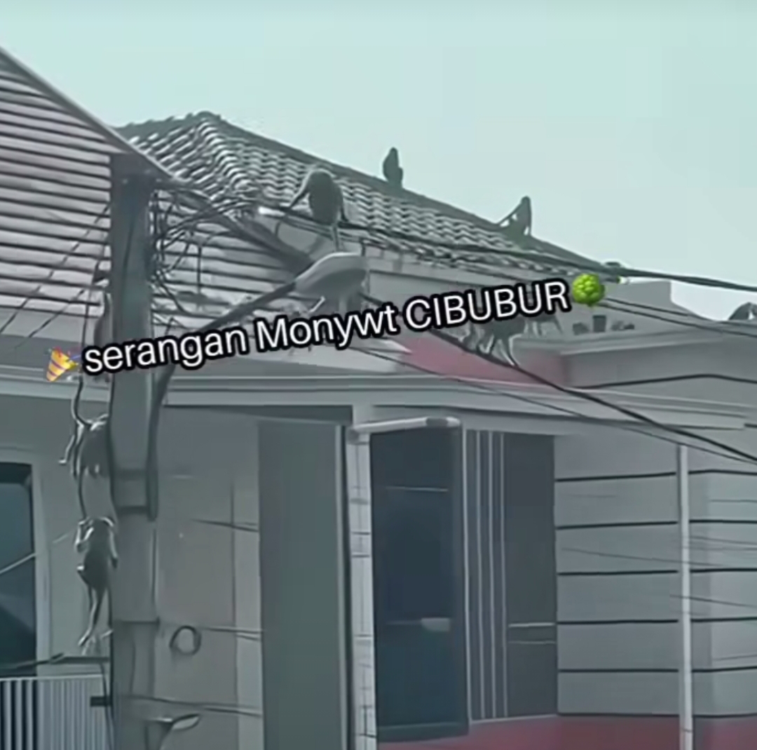 Geger Gerombolan Monyet Serbu Perumahan di Depok Bikin Warga Takut