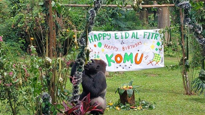 Gorilla Ngamuk Gegara Disoraki Pengunjung, Taman Margasatwa Ragunan Buka Suara