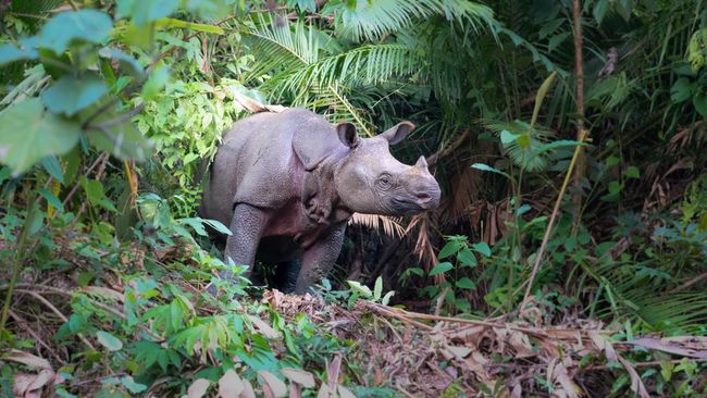 Habitat Badak Cula Satu Taman Nasional Ujung Kulon Resmi Jadi Geopark