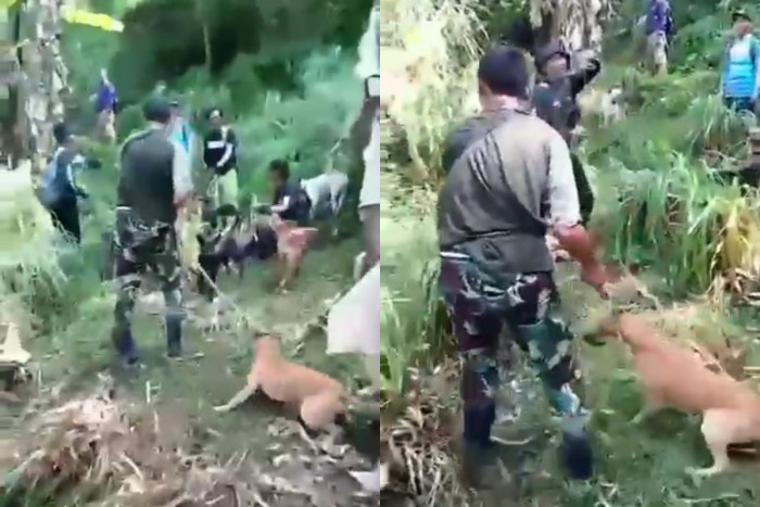 Heboh Penyiksaan Anjing Pemburu di Gunung Halu Gegara Tak Mau Gigit Babi, Begini Faktanya