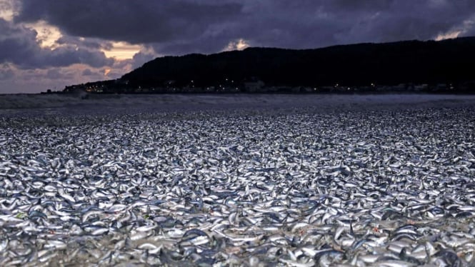 Heboh Ribuan Ikan Mati di Pantai Hokkaido, Akibat Limbah Nuklir Fukushima