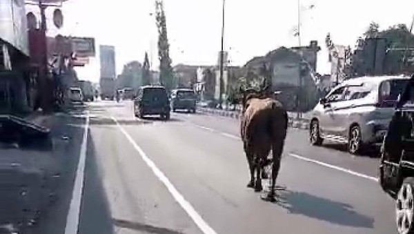 Heboh Sapi Lepas Jalan Santuy di Jalur Utama Jogja Solo