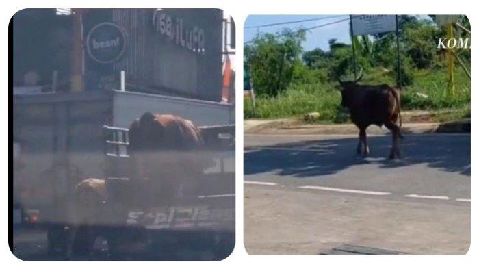 Heboh Sapi Lepas Jalan Santuy di Jalur Utama Jogja Solo