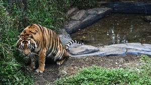 Heboh Warga Tewas Diserang Harimau, Masyarakat Lampung Diminta Pakai Topi Terbalik