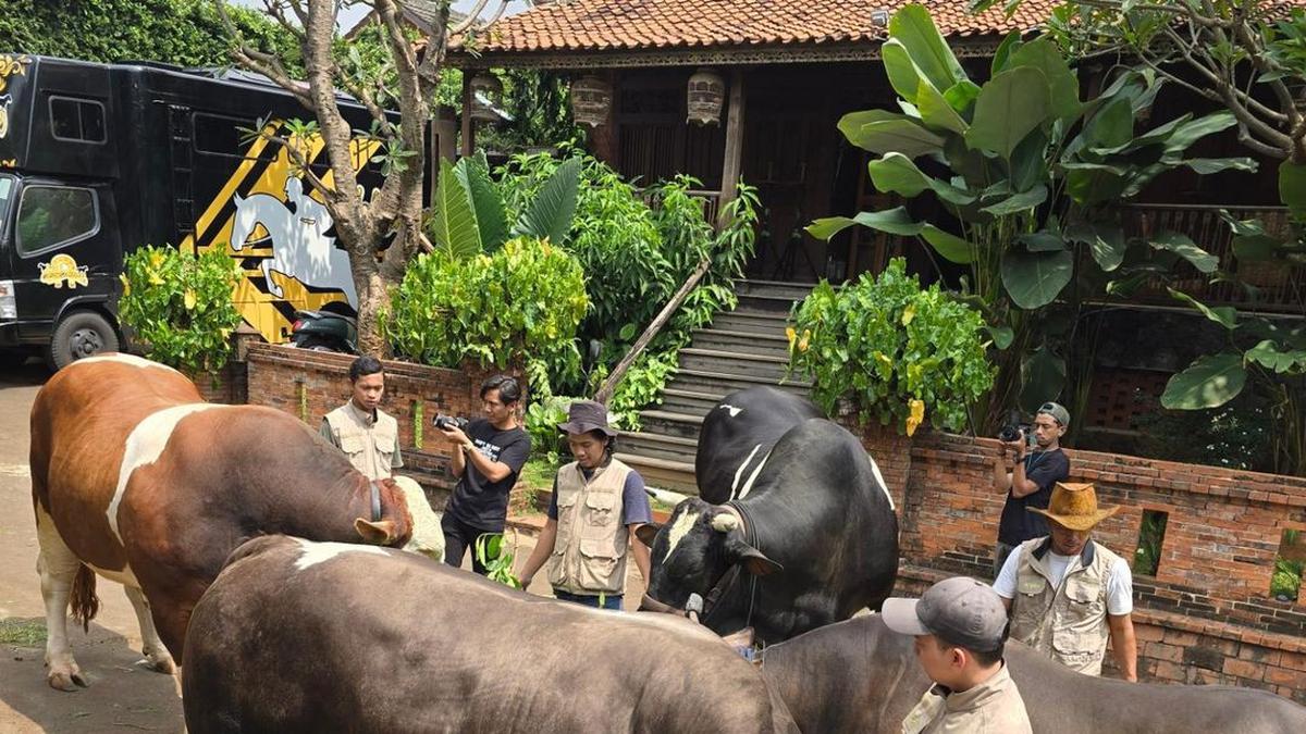 Irfan Hakim Antar Sapi Kurban ke Bandung Sampai Harus Buka Puasa Arafah di Truk