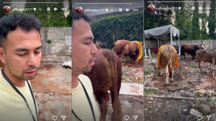 Jadi Bayi Sultan Rayyanza Alias Cipung Beli Sapi Kurban 1,1 Ton Pakai Uang Sendiri