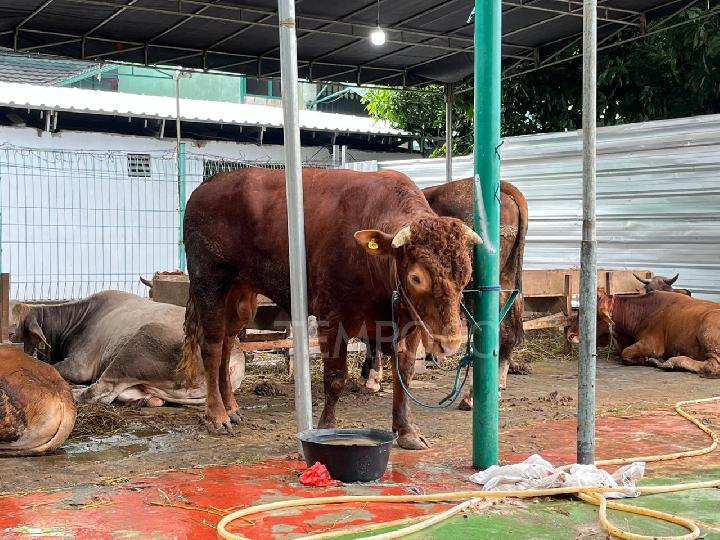 Kurban Idul Adha, Gibran Sumbang 1 Sapi Limosin ke Masjid Al Azhar