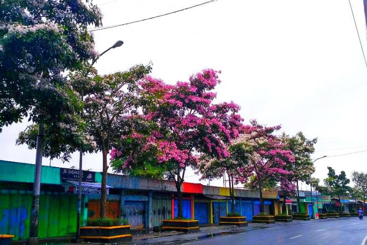 MIRIP BUNGA SAKURA, TABEBUYA MEKAR KEMBALI DI JALUR UTAMA MAGELANG, YOGYAKARTA