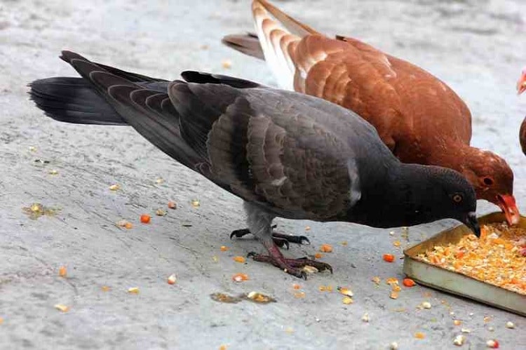 Makan Burung Merpati Goreng untuk Kecantikan, Wanita Ini Ditegur Pecinta Hewan