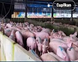 Maraknya Video Ratusan Babi Diduga Berada Diponpes AlZaytun Milik Panji Gumilang, Ini Kata Warga Net
