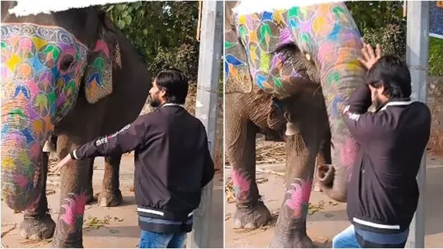 Momen Gajah Bikin Pria Ini Terbang karena Berdiri Terlalu Dekat, Videonya Viral