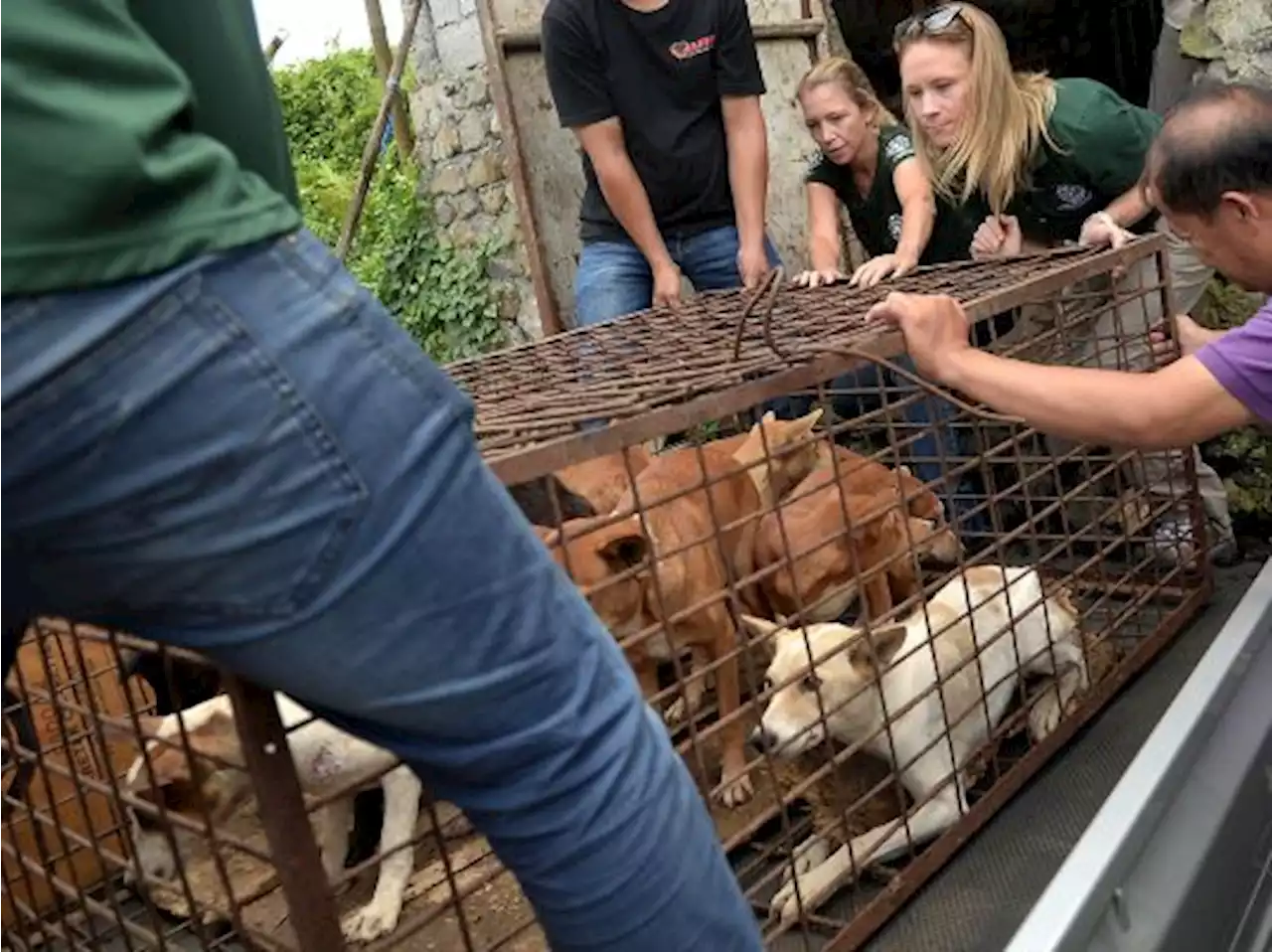 Pasar Ekstrim di Tomohon Tak Lagi Diperbolehkan Jual Daging Anjing dan Kucing