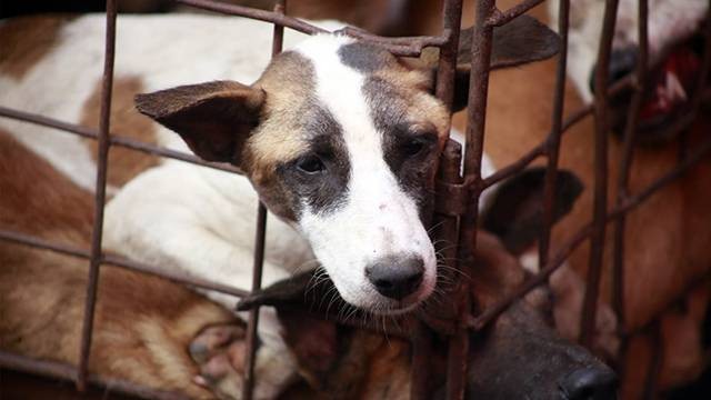 Pasar Ekstrim di Tomohon Tak Lagi Diperbolehkan Jual Daging Anjing dan Kucing
