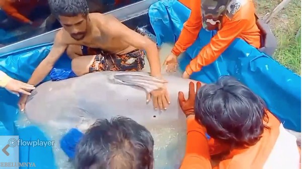 Pemancing Ini Berhasil Tangkap Ikan Lele Seberat 299 Kg