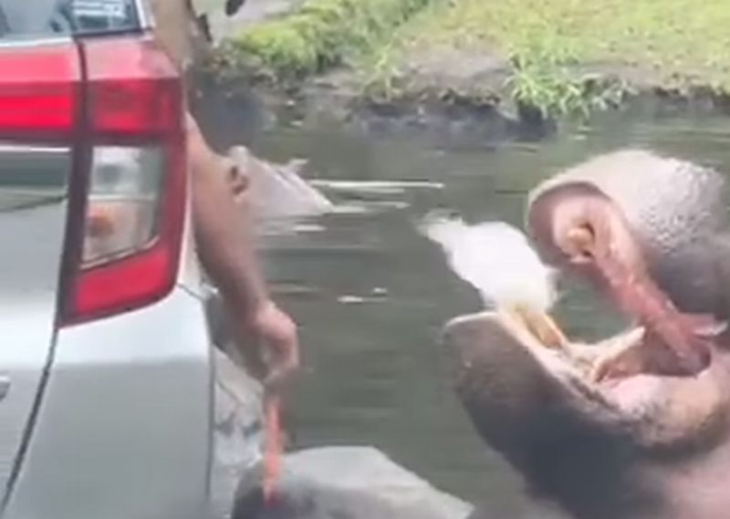 Pengunjung Beri Kuda Nil Makan Sampah Plastik, Taman Safari Indonesia Pastikan Dalam Kondisi Baik