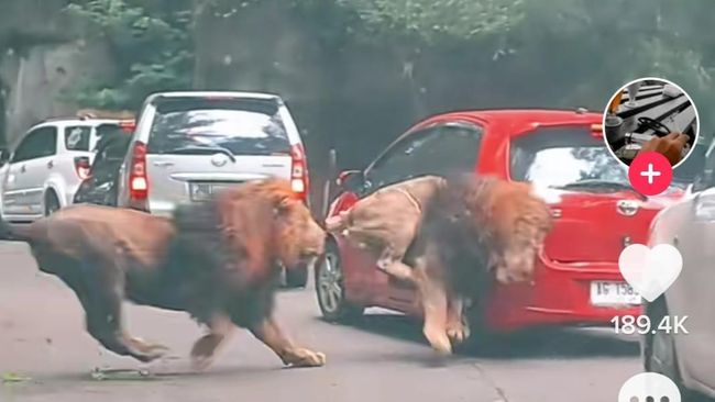 Pengunjung Taman Safari Nekat Buka Kaca Mobil di Kandang Singa, Bikin Ketar ketir