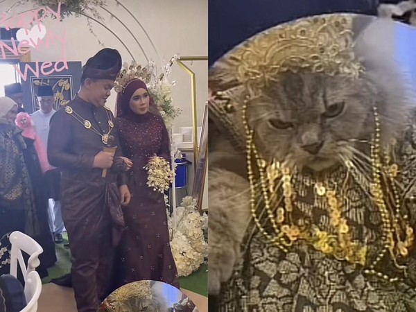 Pernikahan Viral, Kucing Cosplay Jadi Bridesmaid Saat Kirab Pengantin