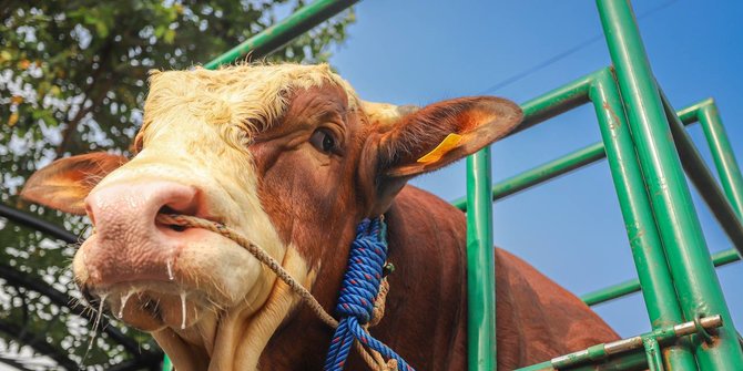 Peternak di Bandung Ungkap Tahapan Sapi Limosin Miliknya Dipesan Jokowi