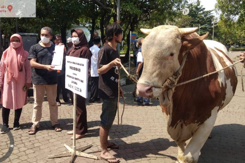 Peternak di Bandung Ungkap Tahapan Sapi Limosin Miliknya Dipesan Jokowi