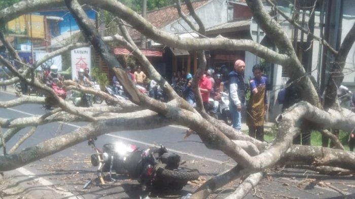 Pilu Pemotor Tewas Tertimpa Pohon Tumbang di Bandung Barat