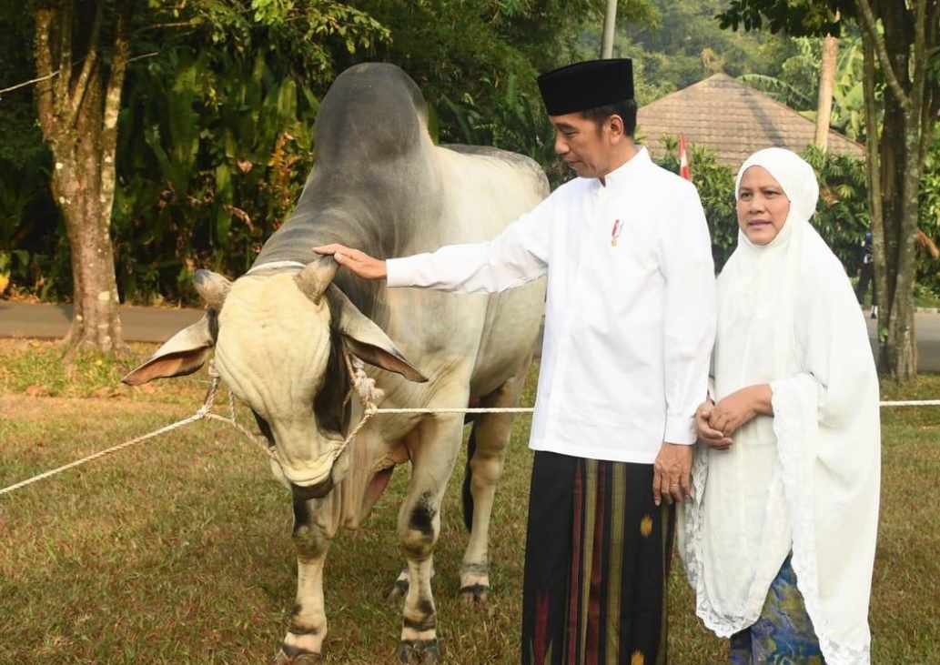 Presiden Jokowi Salurkan Sapi Kurban Ke Seluruh Provinsi