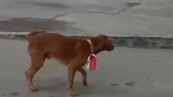 Pria Viral Kalungkan Bendera Merah Putih ke Anjing di Riau Diamankan