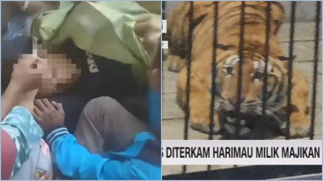 Pria di Samarinda Tewas Diterkam Harimau Majikannya saat Beri Makan di Kandang
