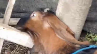 Pura Pura Mati Jelang Kurban, Kambing Ini Bangun Lagi Setelah Kelaminnya Dipencet