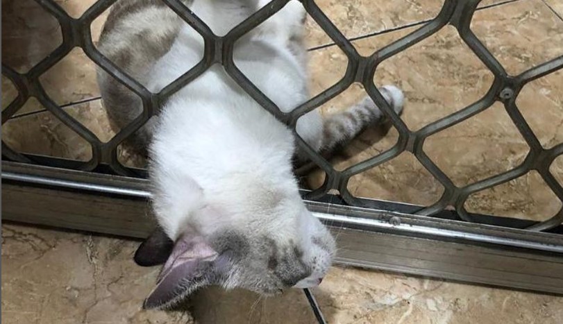 Ratusan Kucing di Bandung Pingsan Usai Disterilisasi