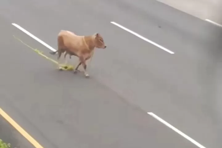 Sapi Lepas di Jalan Tol Jagorawi hingga Bikin Kemacetan Panjang