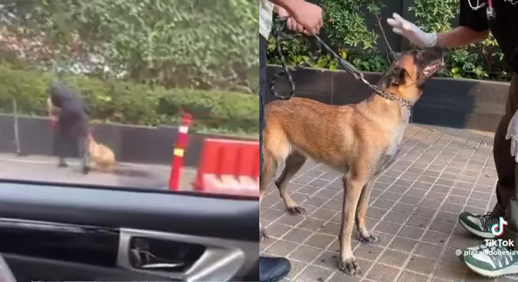 Sekuriti Plaza Indonesia Klarifikasi Alasan Pukuli Anjing Penjaga, Tuai Pro Kontra dari Netizen