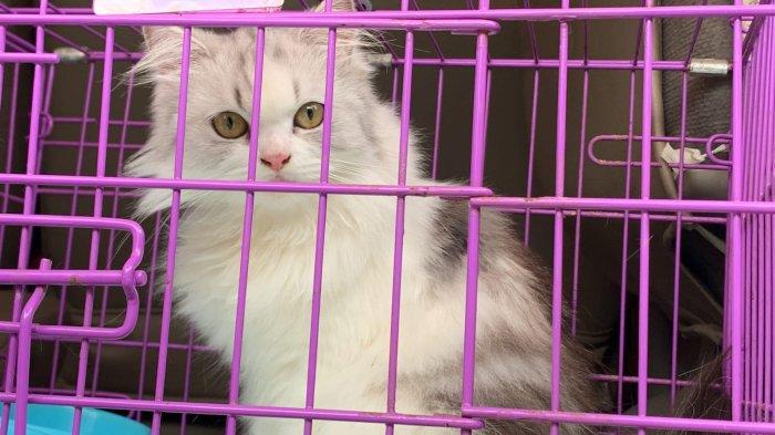 Sidang Penganiayaan Kucing di PN Padang Ditunda 1 Jam Hakim Minta Perbaiki Surat Kuasa