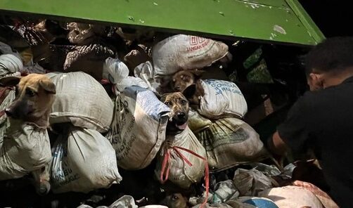 Sudah Terciduk, Truk Angkut 226 Anjing Konsumsi Diamankan 5 Orang Jadi Tersangka