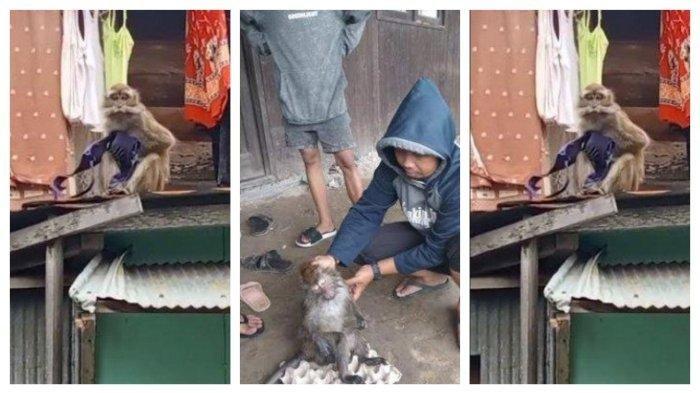 VIRAL Monyet Curi Celana Dalam dan BH di Banjarmasin, Pinggangnya Ada Bekas Ikatan Diduga Peliharaan