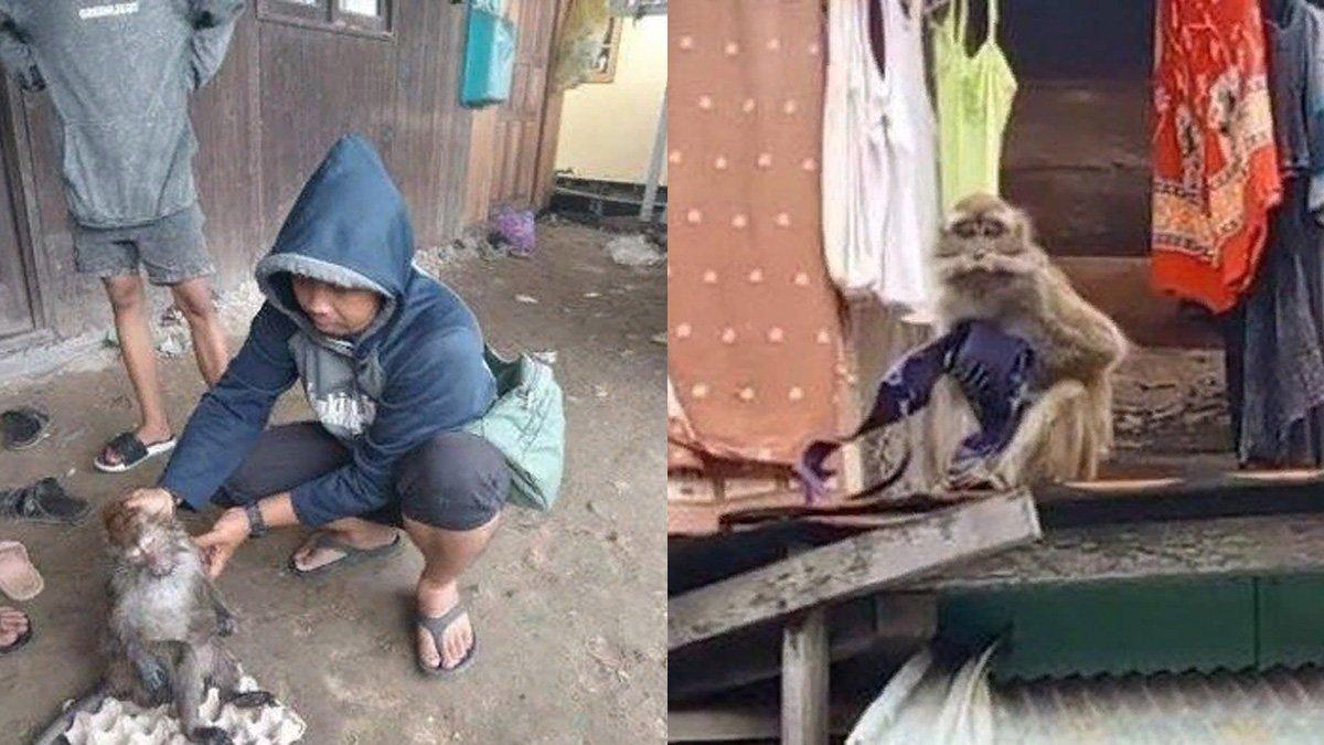 VIRAL Monyet Curi Celana Dalam dan BH di Banjarmasin, Pinggangnya Ada Bekas Ikatan Diduga Peliharaan